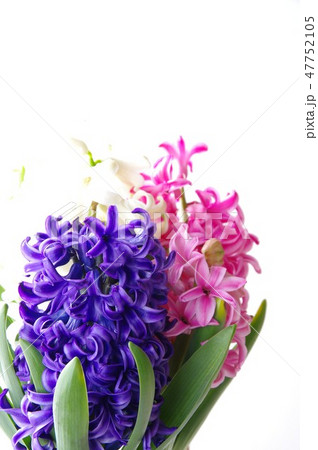 ヒヤシンスの花　春の花　鉢植えのヒヤシンス 47752105