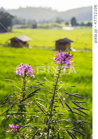 rice field scenery in Thailand 47752106