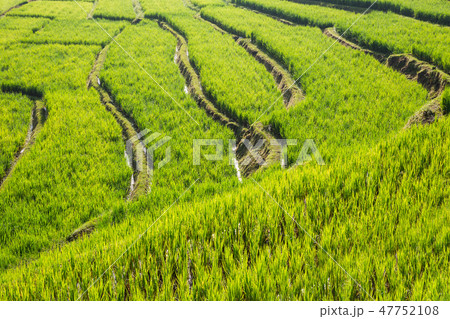 rice field scenery in Thailand 47752108