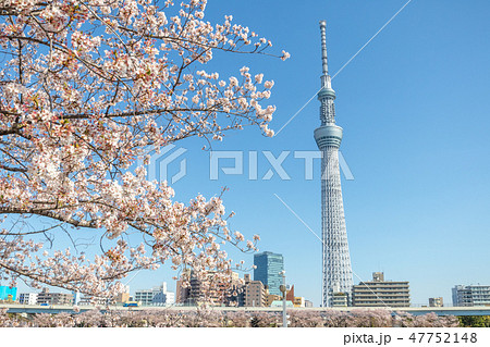 春 東京スカイツリーと桜 隅田公園の写真素材 [47752148] - PIXTA