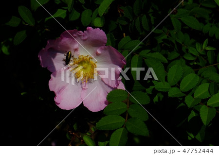 サンショウバラと昆虫 47752444