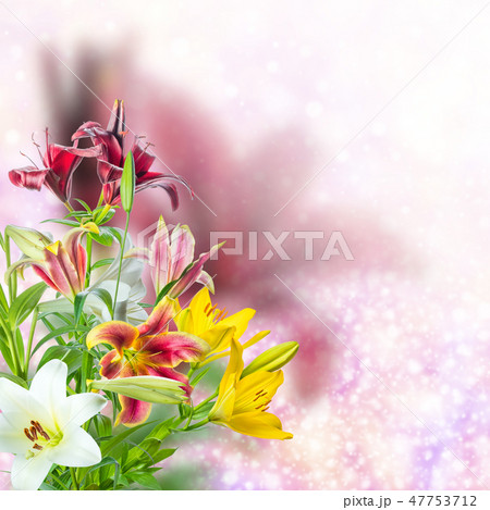 Lovely flowers 47753712