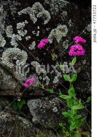 ムシトリナデシコ ムシトリナデシコ 47753722