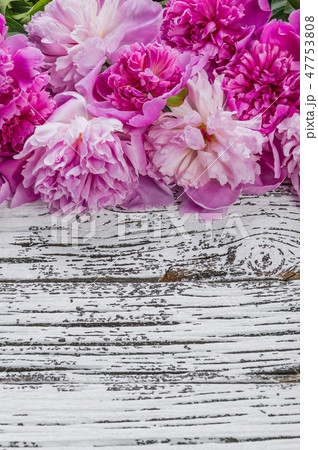 Peony flowers Peony flowers 47753808