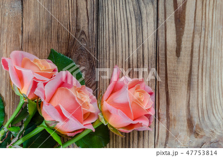 Roses flower Roses flower 47753814