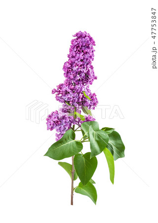 Purple lilac isolated 47753847