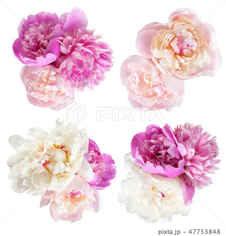 Peonies flower 47753848