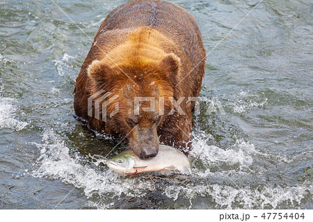 Bear on Alaska 47754404