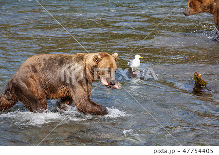 Bear on Alaska 47754405