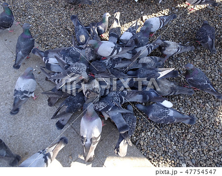 餌に集まる複数の鳩 餌に集まる複数の鳩 47754547