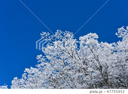霧氷の木々 霧氷の木々 47755052