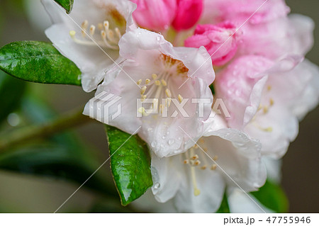 屋久島石楠花の花 47755946