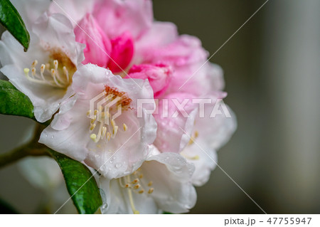 屋久島石楠花の花 47755947