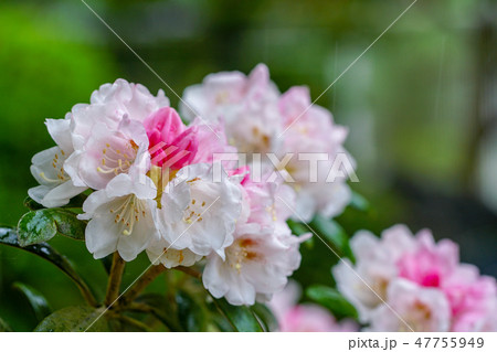 屋久島石楠花の花 47755949