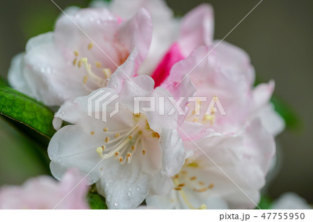 屋久島石楠花の花 屋久島石楠花の花 47755950