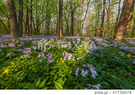Wild flowers in wood Wild flowers in wood 47756078