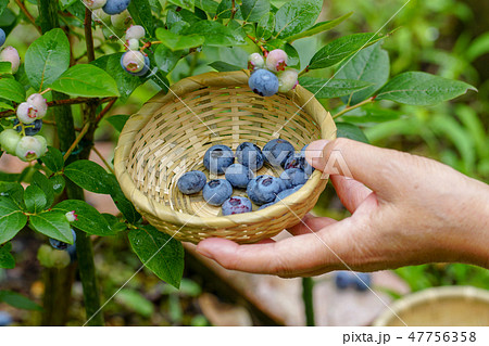 たわわに実ったブルーベリーの実 収穫の写真素材