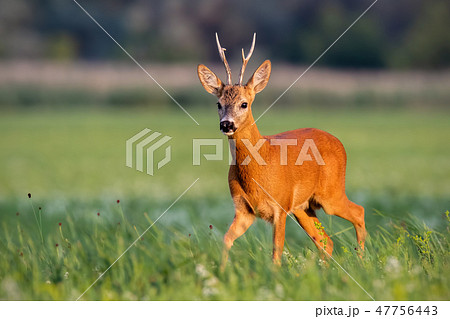 Roe deer buck walking on blooming meadow in summer at sunset Roe deer buck walking on blooming meadow in summer at sunset 47756443