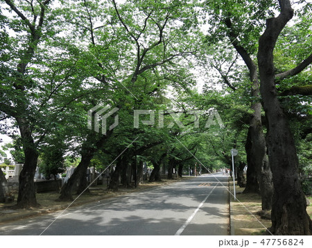 新緑が美しい春の谷中霊園(さくら通り) 新緑が美しい春の谷中霊園(さくら通り) 47756824