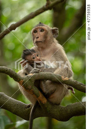 Long-tailed macaque nurses baby on tree branch Long-tailed macaque nurses baby on tree branch 47756938