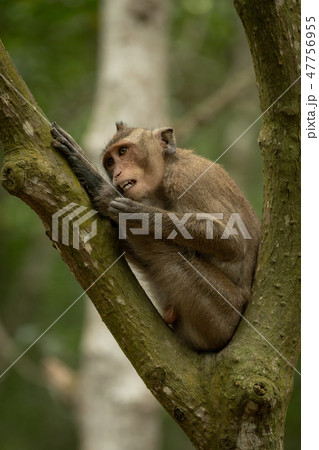 Long-tailed macaque grooming itself in forked bran 47756955
