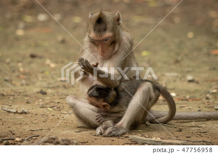 Long-tailed macaque examines hand while carrying b 47756958