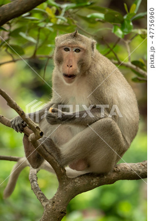 Long-tailed macaque eats in tree facing camera Long-tailed macaque eats in tree facing camera 47756960