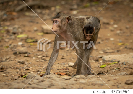 Long-tailed macaque carries baby over sandy rocks 47756964