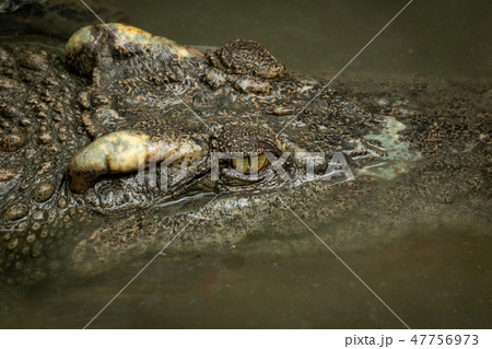 Close-up of crocodile head in muddy water Close-up of crocodile head in muddy water 47756973