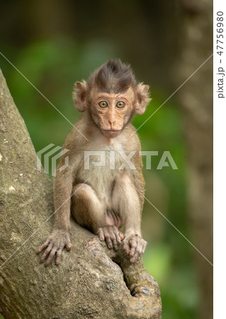 Baby long-tailed macaque sitting on tree trunk 47756980