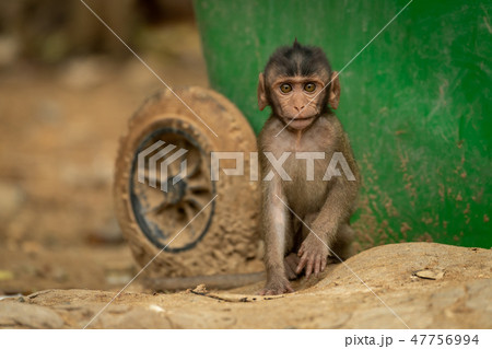 Baby long-tailed macaque sits by recycling bin 47756994