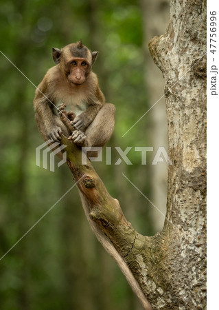 Baby long-tailed macaque sits at branch end 47756996