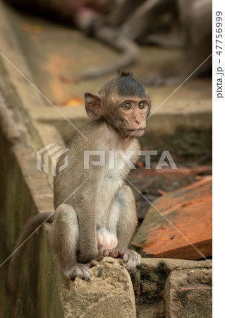 Baby long-tailed macaque sit on concrete wall Baby long-tailed macaque sit on concrete wall 47756999