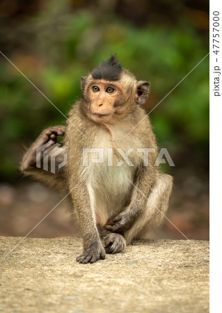 Baby long-tailed macaque scratches itself on wall Baby long-tailed macaque scratches itself on wall 47757000