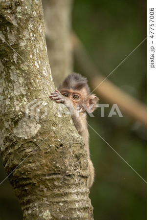 Baby long-tailed macaque playing peekaboo in tree Baby long-tailed macaque playing peekaboo in tree 47757006
