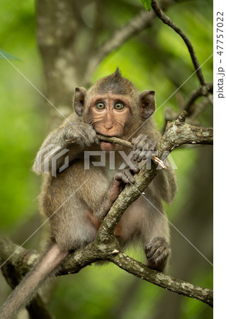 Baby long-tailed macaque on branch biting twig Baby long-tailed macaque on branch biting twig 47757022