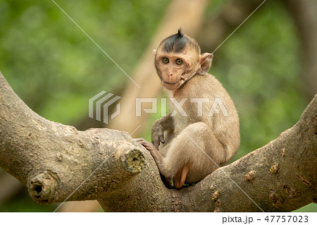 Baby long-tailed macaque on branch faces camera 47757023