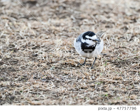 スズメ目セキレイ科ハクセキレイ 47757796