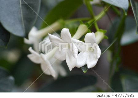 Madagascar jasmine 47757935