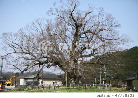 4月の野間の大けやき 47758303