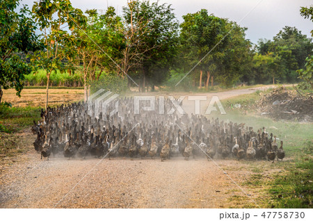 Flock of ducks herding on dirt road Flock of ducks herding on dirt road 47758730