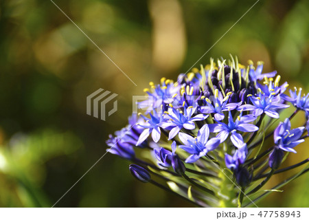 シラー・ベルビアナの花 47758943
