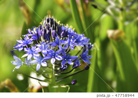 シラーベルビアナの花の写真素材