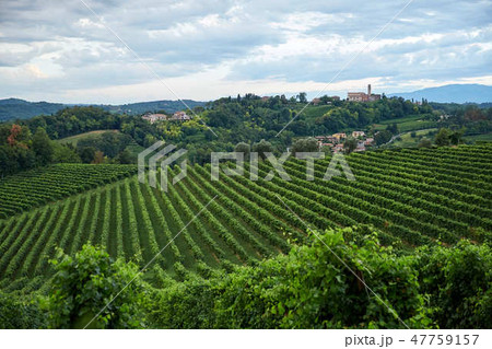 Conegliano vineyard at daylight 47759157