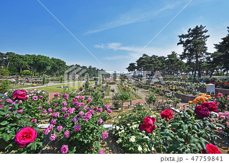 前橋敷島公園バラ園 前橋敷島公園バラ園 47759841