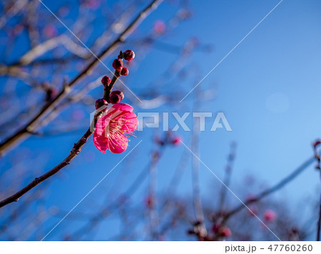 【静岡県伊豆市】紅梅の花【修善寺梅林】 【静岡県伊豆市】紅梅の花【修善寺梅林】 47760260