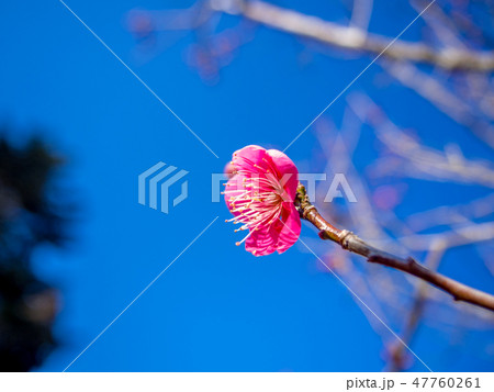 【静岡県伊豆市】紅梅の花【修善寺梅林】 【静岡県伊豆市】紅梅の花【修善寺梅林】 47760261