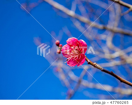【静岡県伊豆市】紅梅の花【修善寺梅林】 【静岡県伊豆市】紅梅の花【修善寺梅林】 47760265