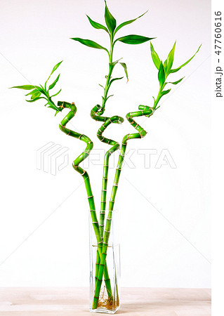 Ecology background with three bamboos in vase on the wooden table 47760616