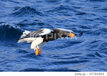 知床半島にオオワシが舞う 47760903